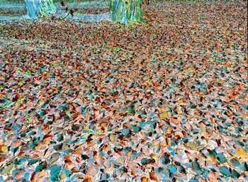 N 098C